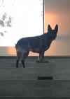 Bestandsnaam=049.jpg
Bestandsgrootte=69KiB
Afmetingen = 1080x1080
Datum toegevoegd = apr 03, 2018 049.jpg
