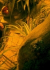 Bestandsnaam=Charmed-Online-dot-nl-TheShannaraChronicles1x01-0700.jpg
Bestandsgrootte=534KiB
Afmetingen = 1280x720
Datum toegevoegd = mrt 22, 2020 Charmed-Online-dot-nl-TheShannaraChronicles1x01-0700.jpg