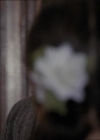 Charmed-Online-dot-net_206ThatOldBlackMagic0446.jpg