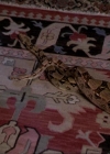 Charmed-Online-dot-net_206ThatOldBlackMagic1927.jpg