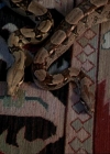 Charmed-Online-dot-net_206ThatOldBlackMagic1929.jpg