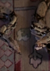 Charmed-Online-dot-net_206ThatOldBlackMagic1941.jpg