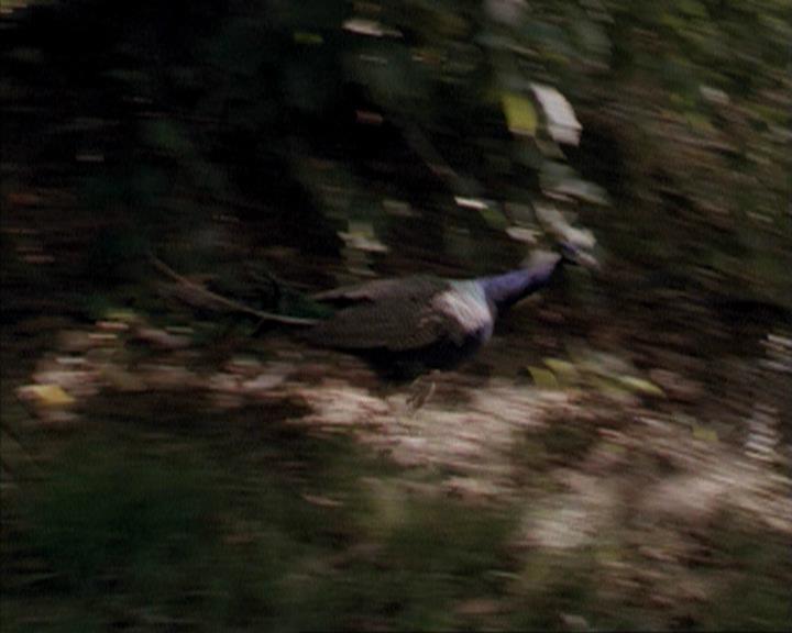 Charmed-Online-dot-net_207TheyreEverywhere1911.jpg