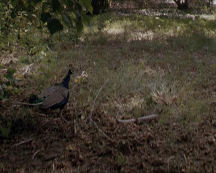 Charmed-Online-dot-net_207TheyreEverywhere1912.jpg