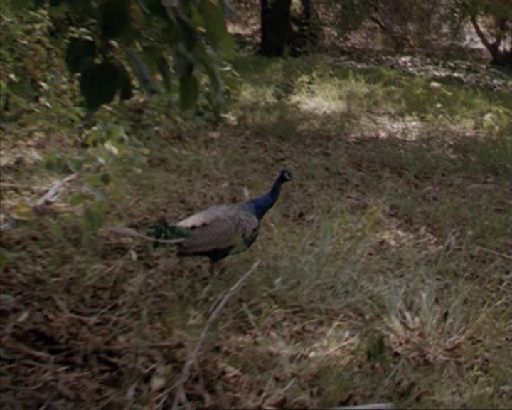 Charmed-Online-dot-net_207TheyreEverywhere1913.jpg