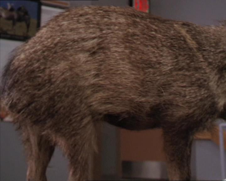 Charmed-Online-dot-213AnimalPragmatism0002.jpg