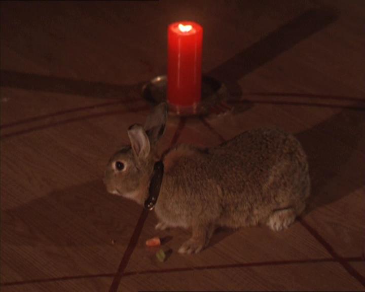 Charmed-Online-dot-213AnimalPragmatism0187.jpg