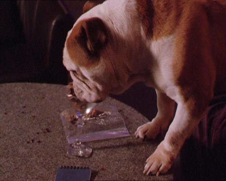 Charmed-Online-dot-213AnimalPragmatism2043.jpg