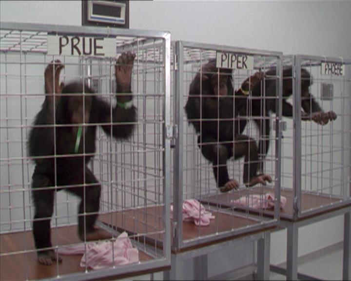 Charmed-Online-dot-220AstralMonkeys0239.jpg