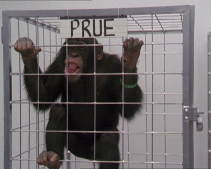 Charmed-Online-dot-220AstralMonkeys0342.jpg