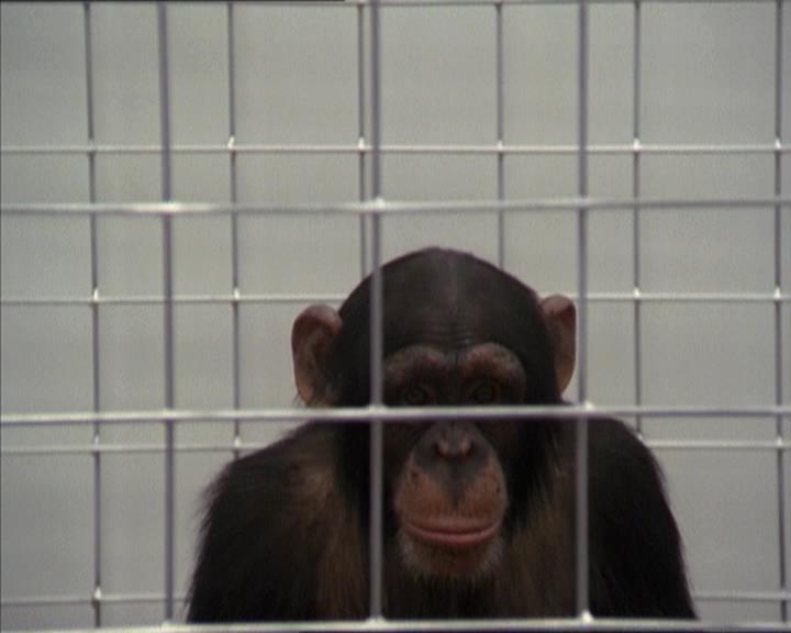 Charmed-Online-dot-220AstralMonkeys0642.jpg