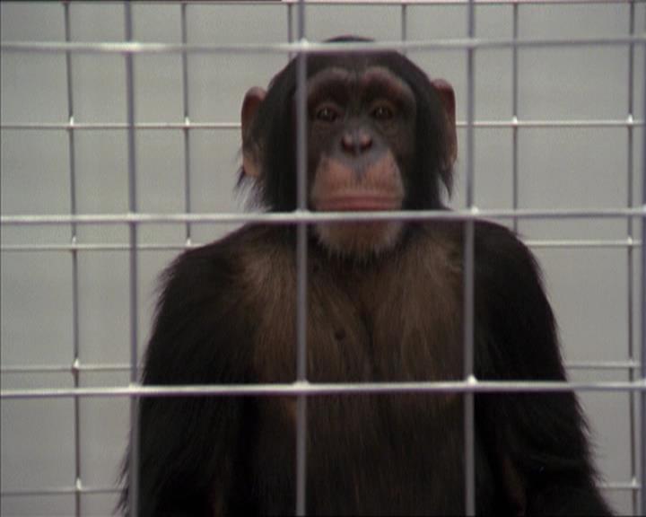 Charmed-Online-dot-220AstralMonkeys0643.jpg