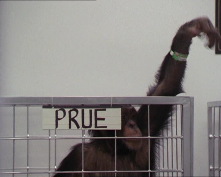 Charmed-Online-dot-220AstralMonkeys0962.jpg