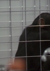 Charmed-Online-dot-220AstralMonkeys0212.jpg