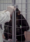 Charmed-Online-dot-220AstralMonkeys0228.jpg