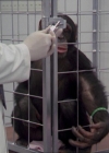 Charmed-Online-dot-220AstralMonkeys0233.jpg