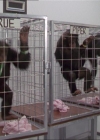 Charmed-Online-dot-220AstralMonkeys0239.jpg