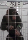 Charmed-Online-dot-220AstralMonkeys0396.jpg