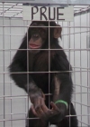 Charmed-Online-dot-220AstralMonkeys0397.jpg