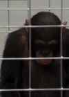 Charmed-Online-dot-220AstralMonkeys0644.jpg