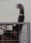 Charmed-Online-dot-220AstralMonkeys0963.jpg