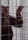 Charmed-Online-dot-220AstralMonkeys1025.jpg