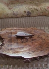 Charmed-Online-dot-221ApocalypseNot1122.jpg