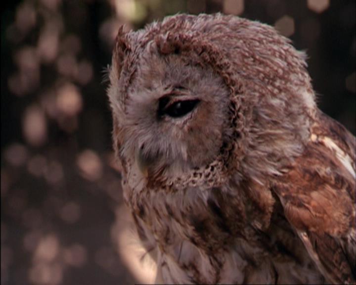 Charmed-Online_dot_net-3x02MagicHour1360.jpg