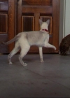 Bestandsnaam=Charmed-Online_dot_net-3x02MagicHour0261.jpg
Bestandsgrootte=31KiB
Afmetingen = 720x576
Datum toegevoegd = apr 06, 2014 Charmed-Online_dot_net-3x02MagicHour0261.jpg