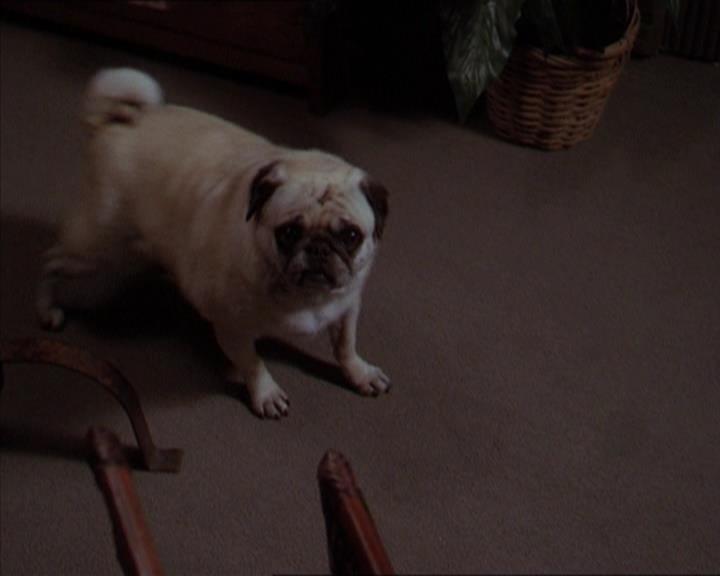 Charmed-Online-dot-320LookWhosBarking0173.jpg