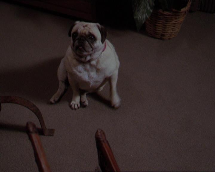 Charmed-Online-dot-320LookWhosBarking0174.jpg