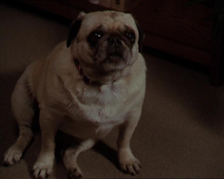 Charmed-Online-dot-320LookWhosBarking0187.jpg