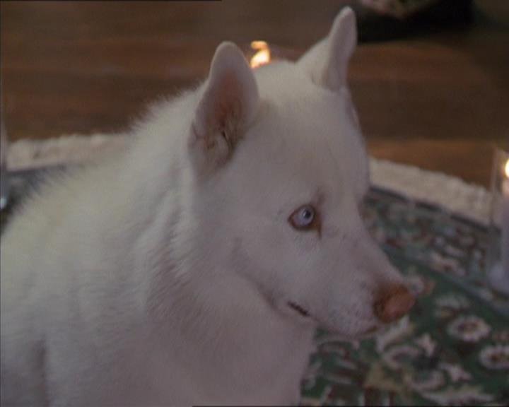 Charmed-Online-dot-320LookWhosBarking0900.jpg Charmed-Online-dot-320LookWhosBarking0900.jpg