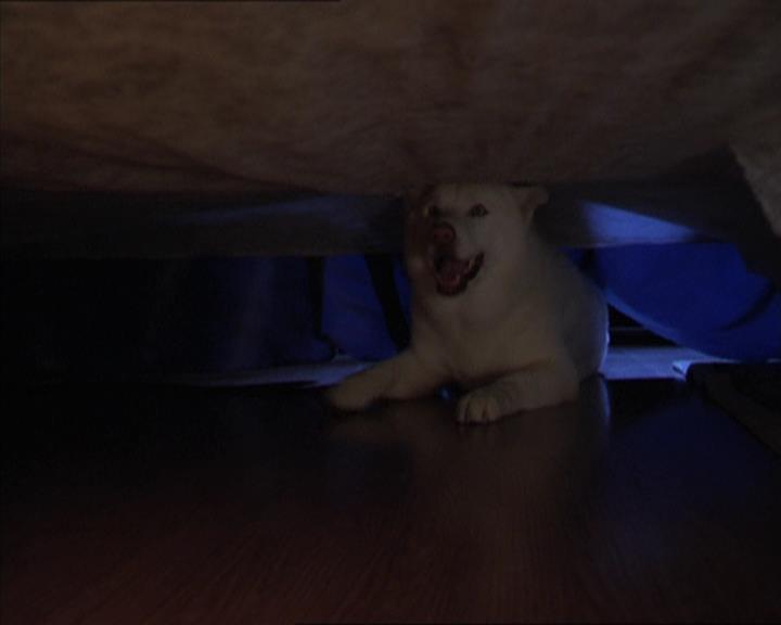 Charmed-Online-dot-320LookWhosBarking0914.jpg Charmed-Online-dot-320LookWhosBarking0914.jpg