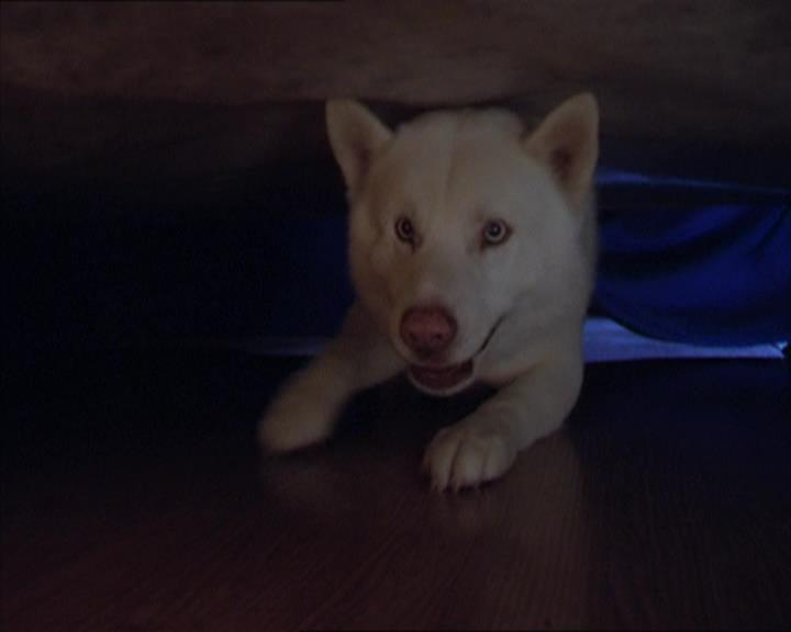 Charmed-Online-dot-320LookWhosBarking0972.jpg Charmed-Online-dot-320LookWhosBarking0972.jpg