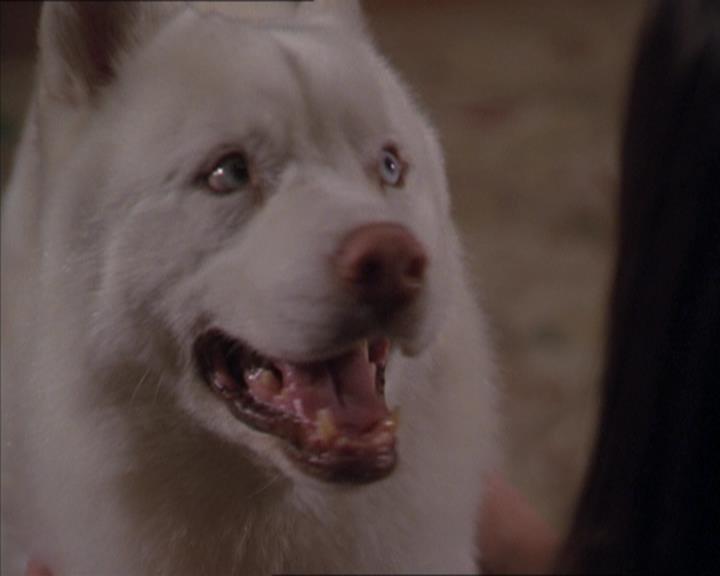 Charmed-Online-dot-320LookWhosBarking1066.jpg Charmed-Online-dot-320LookWhosBarking1066.jpg