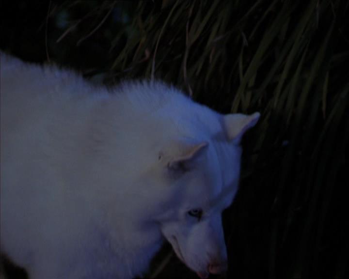 Charmed-Online-dot-320LookWhosBarking1106.jpg Charmed-Online-dot-320LookWhosBarking1106.jpg