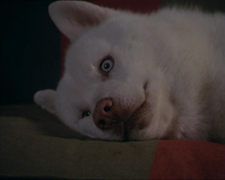 Charmed-Online-dot-320LookWhosBarking1585.jpg Charmed-Online-dot-320LookWhosBarking1585.jpg