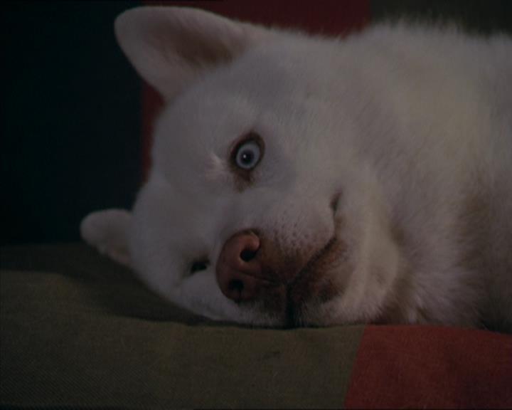 Charmed-Online-dot-320LookWhosBarking1586.jpg Charmed-Online-dot-320LookWhosBarking1586.jpg