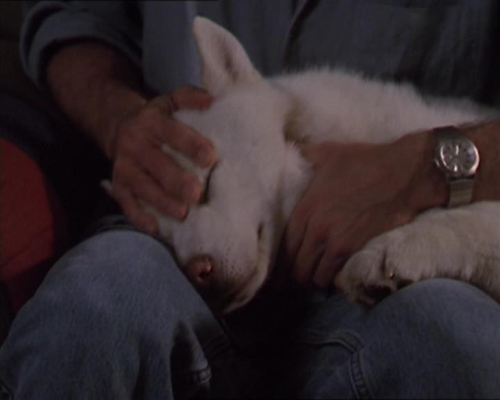 Charmed-Online-dot-320LookWhosBarking1618.jpg
