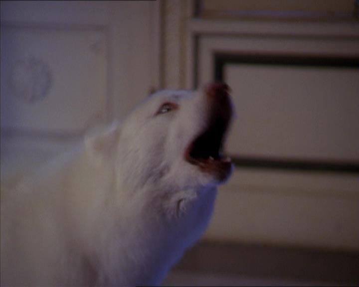 Charmed-Online-dot-320LookWhosBarking1876.jpg