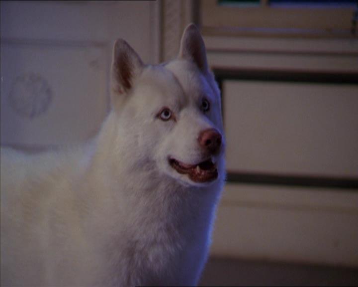 Charmed-Online-dot-320LookWhosBarking1904.jpg Charmed-Online-dot-320LookWhosBarking1904.jpg