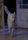 Charmed-Online-dot-320LookWhosBarking1866.jpg