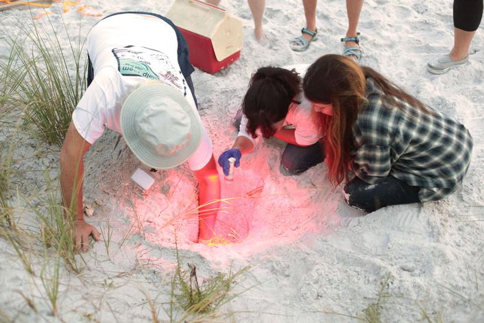 BP_GCSNH106H_searching-for-sea-turtles_j.jpg