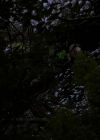 Charmed-Online-dot-nl_Brazen1236.jpg