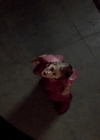 Bestandsnaam=charmed-online-dot-net_EmbraceOfTheVampire1725.jpg
Bestandsgrootte=140KiB
Afmetingen = 900x374
Datum toegevoegd = feb 11, 2015 charmed-online-dot-net_EmbraceOfTheVampire1725.jpg