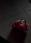 charmed-online-dot-net_EmbraceOfTheVampire1726.jpg