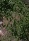 Bestandsnaam=Charmed-Online-dot-net_PoisonIvy2-5813.jpg
Bestandsgrootte=255KiB
Afmetingen = 800x429
Datum toegevoegd = mei 15, 2015 Charmed-Online-dot-net_PoisonIvy2-5813.jpg
