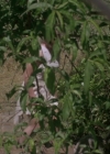 Bestandsnaam=Charmed-Online-dot-net_PoisonIvy2-5814.jpg
Bestandsgrootte=258KiB
Afmetingen = 800x429
Datum toegevoegd = mei 15, 2015 Charmed-Online-dot-net_PoisonIvy2-5814.jpg