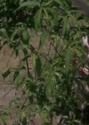 Bestandsnaam=Charmed-Online-dot-net_PoisonIvy2-5816.jpg
Bestandsgrootte=259KiB
Afmetingen = 800x429
Datum toegevoegd = mei 15, 2015 Charmed-Online-dot-net_PoisonIvy2-5816.jpg